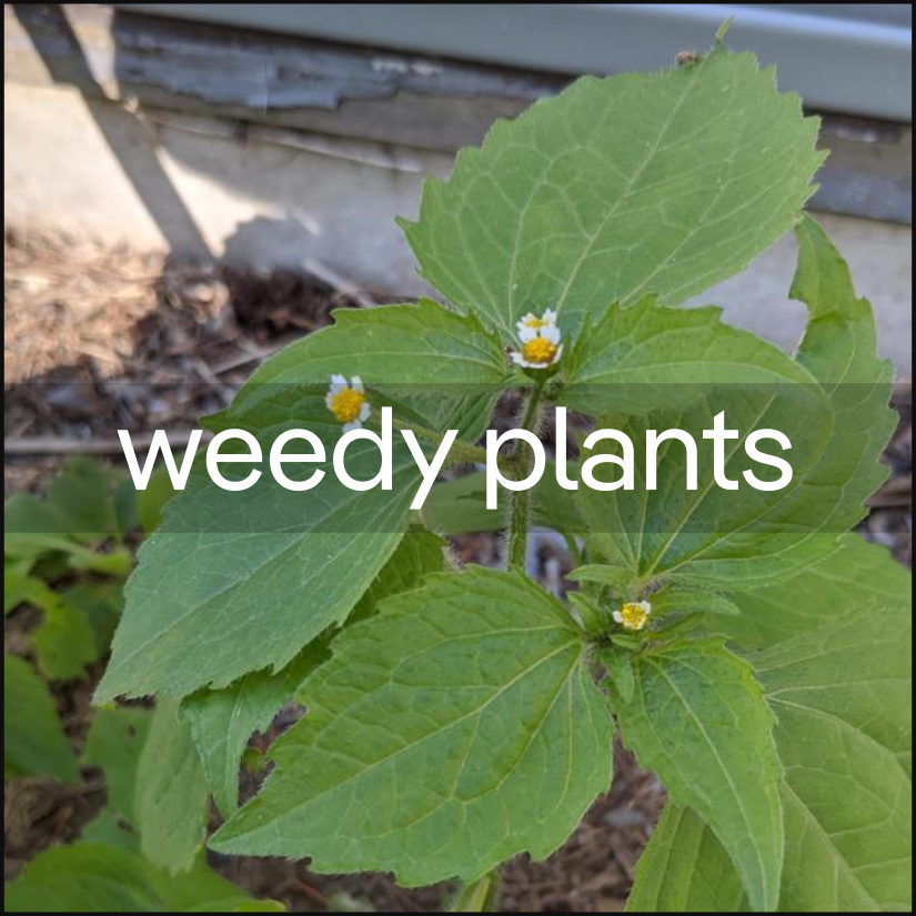 plant.id AI Plant Identification API by kindwise